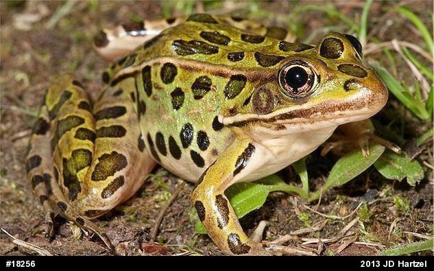 Northern Leopard Frog