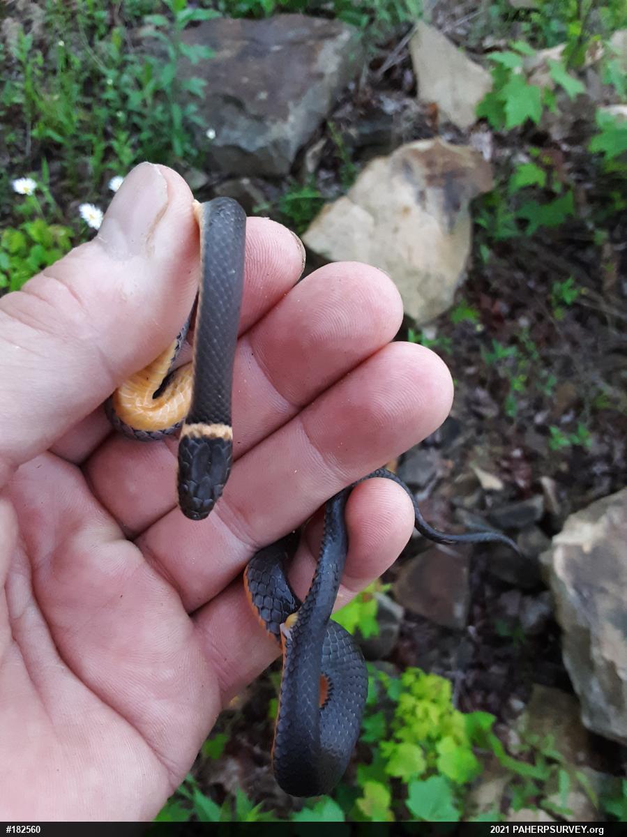 Northern Ring-necked Snake