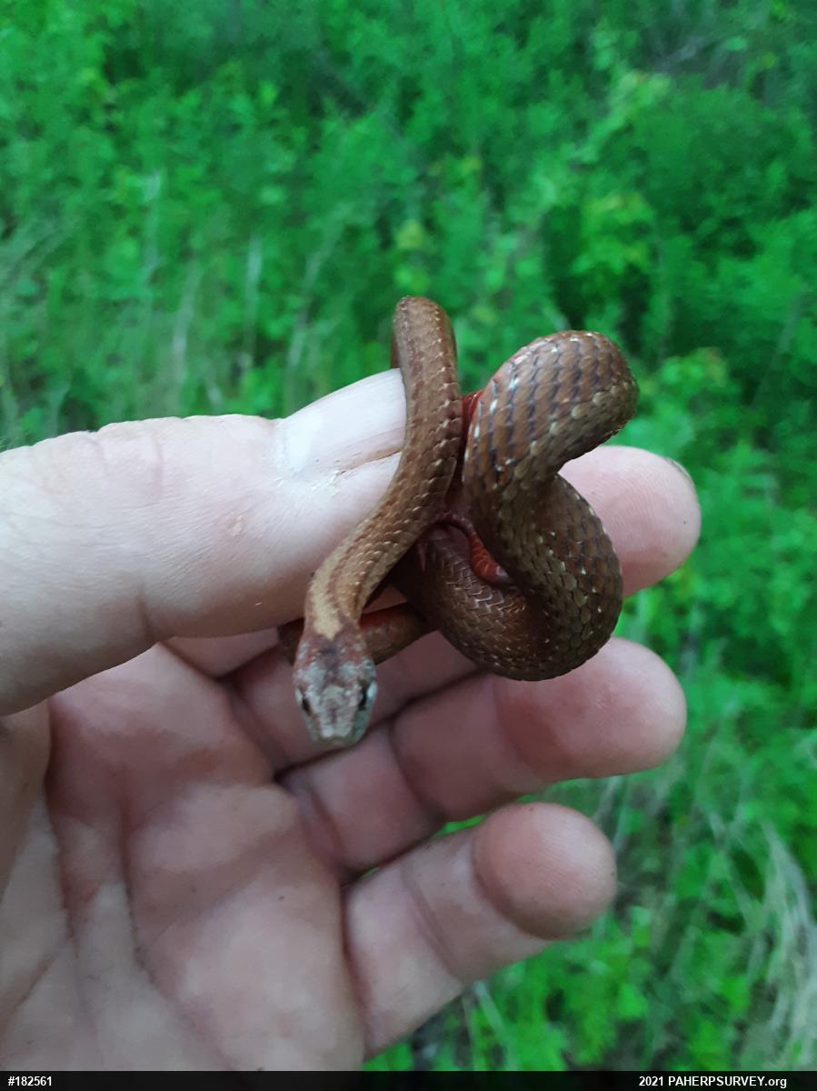 Red-bellied Snake