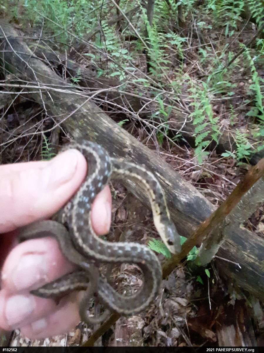 Eastern Gartersnake