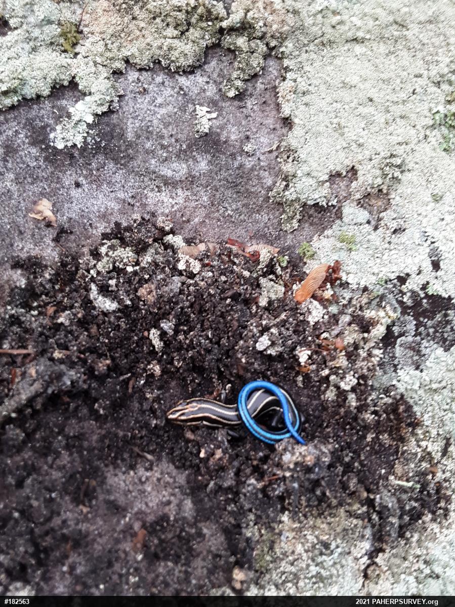 Common Five-lined Skink