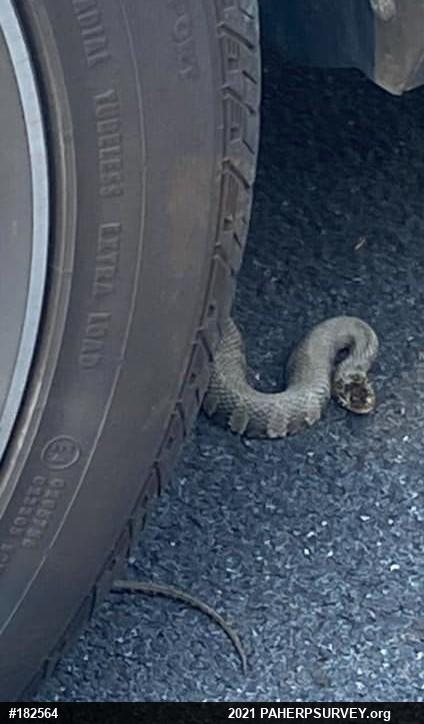 Northern Watersnake