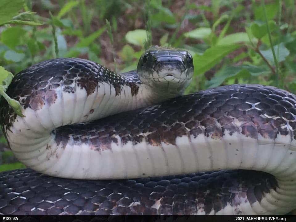 Eastern Ratsnake