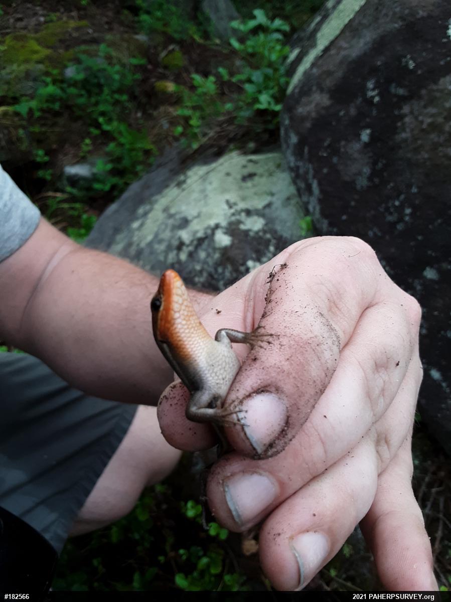 Common Five-lined Skink