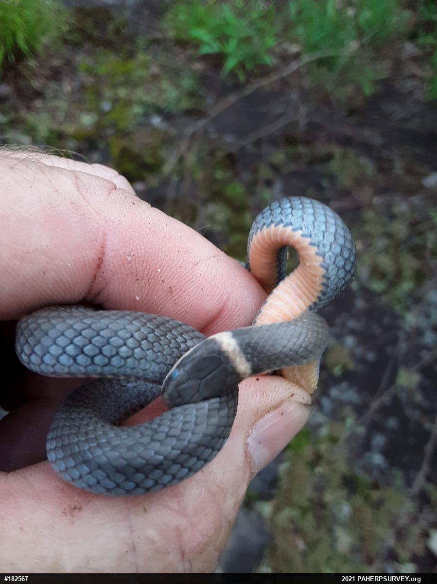Northern Ring-necked Snake