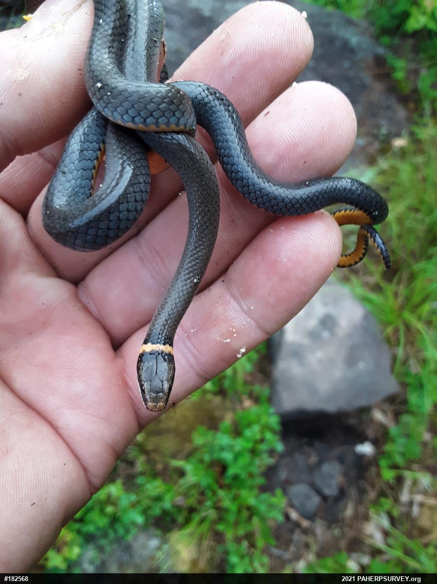Northern Ring-necked Snake