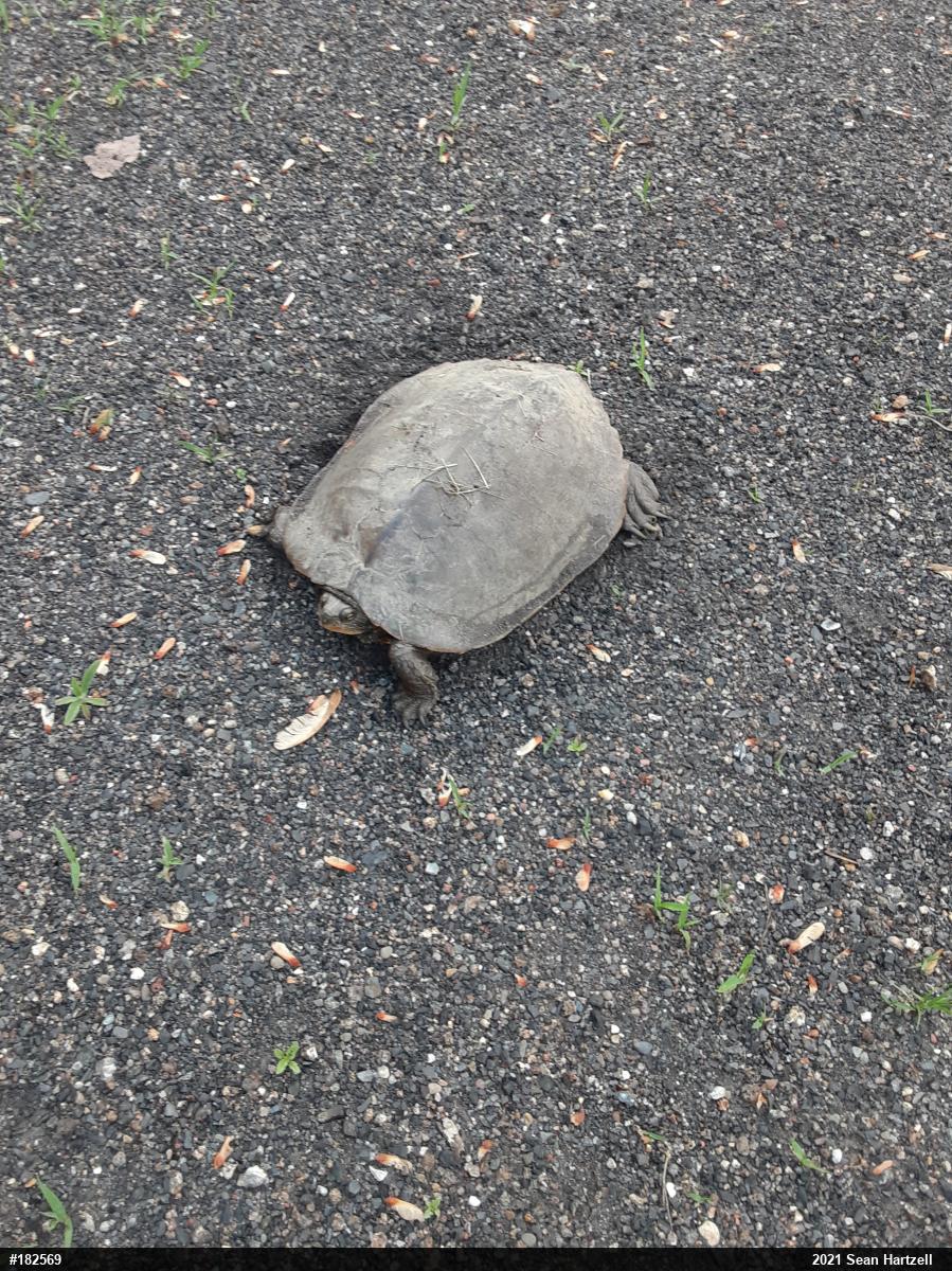 Northern Map Turtle
