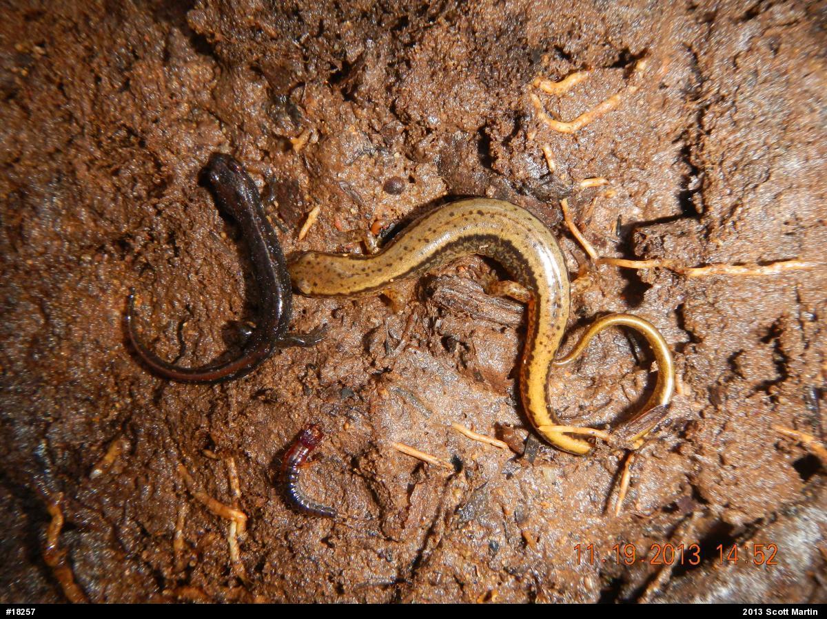 Northern Two-lined Salamander