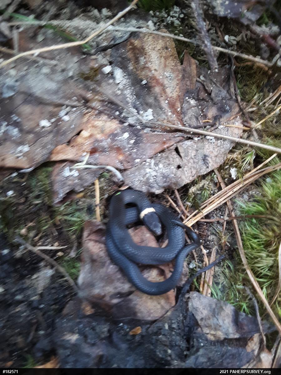 Northern Ring-necked Snake