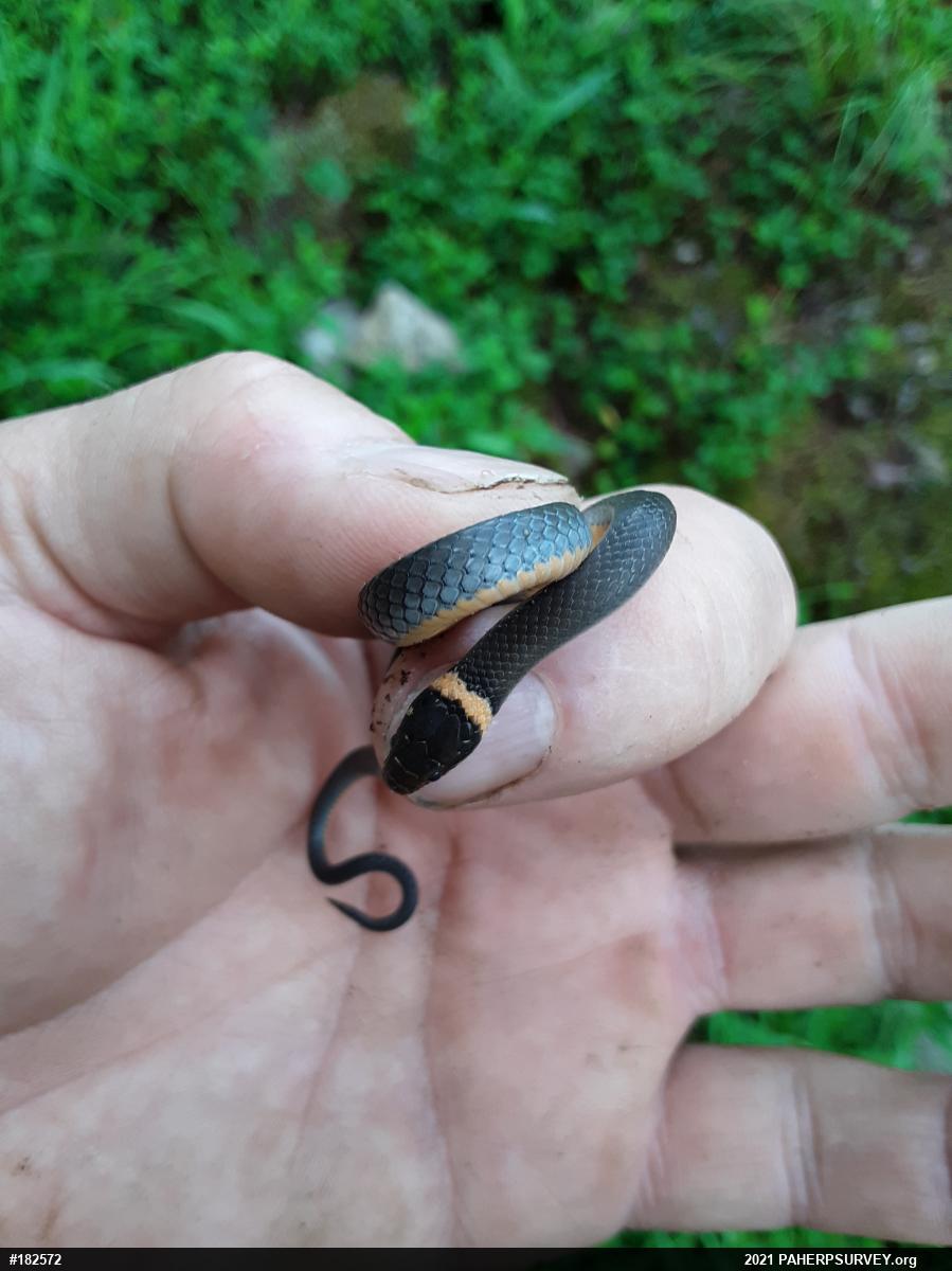 Northern Ring-necked Snake