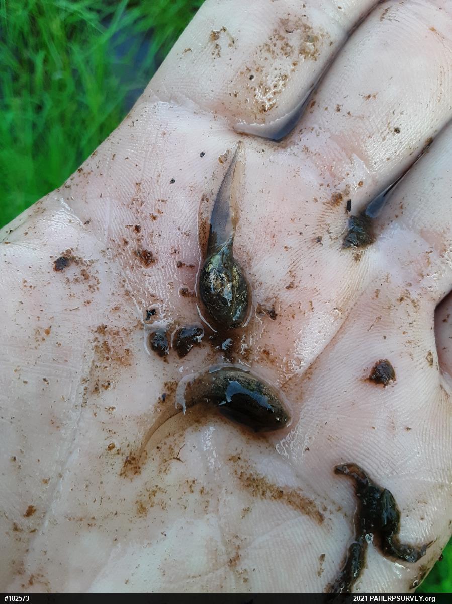 Wood Frog
