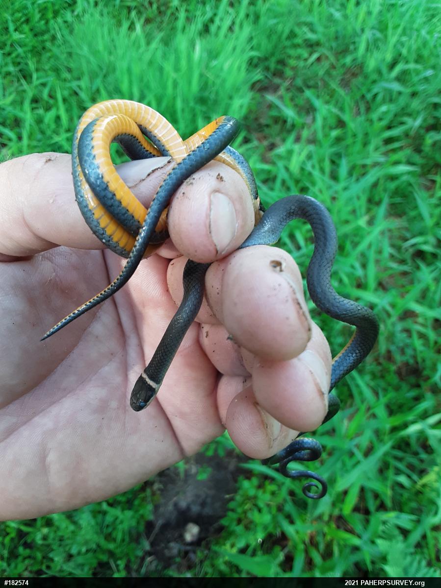 Northern Ring-necked Snake