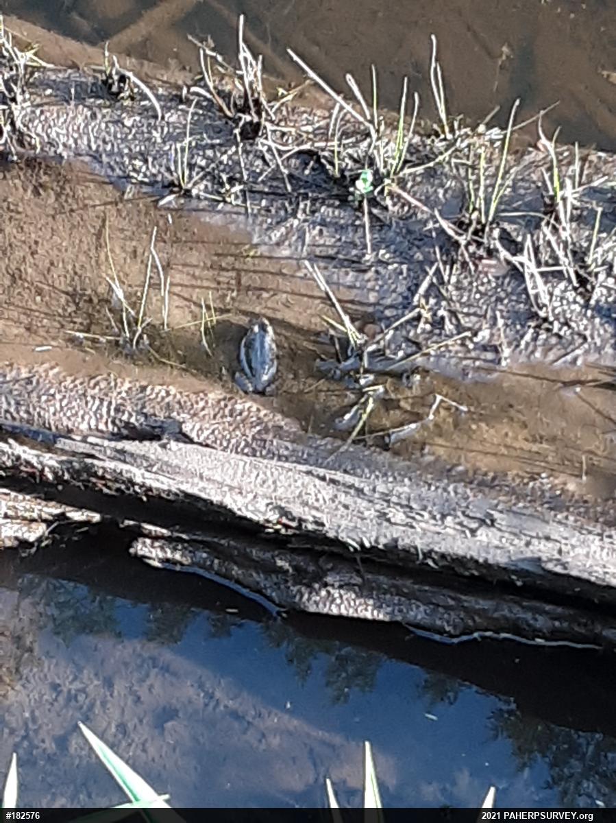 True Frogs
