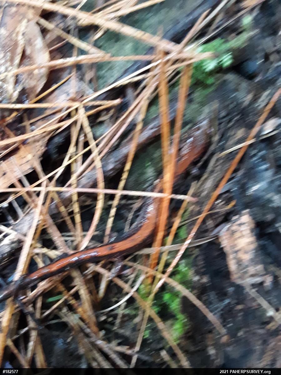 Eastern Red-backed  Salamander