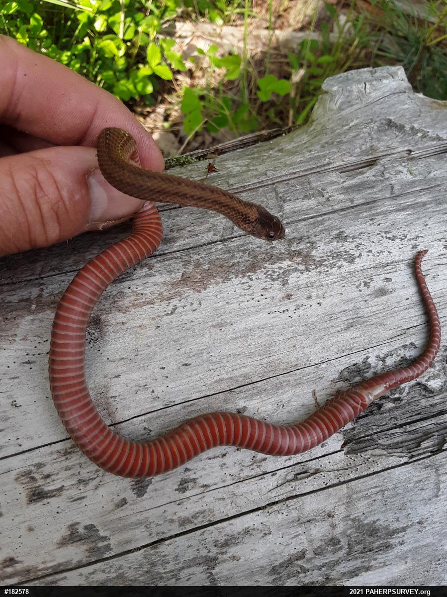 Red-bellied Snake
