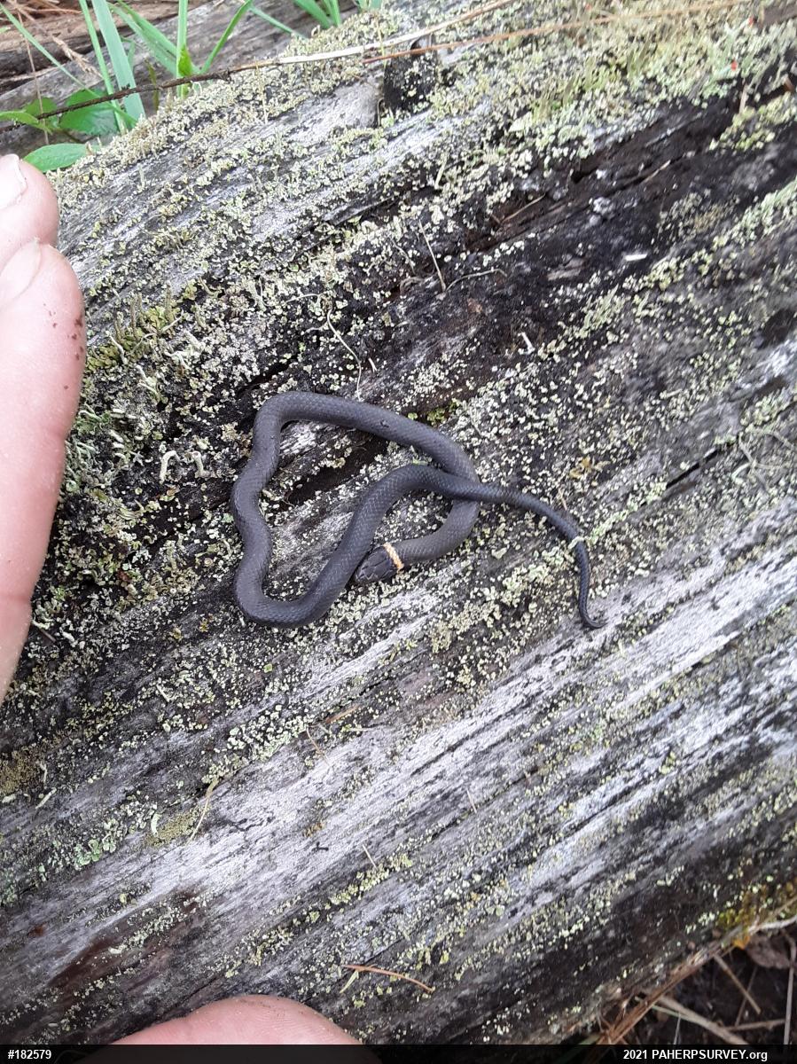 Northern Ring-necked Snake