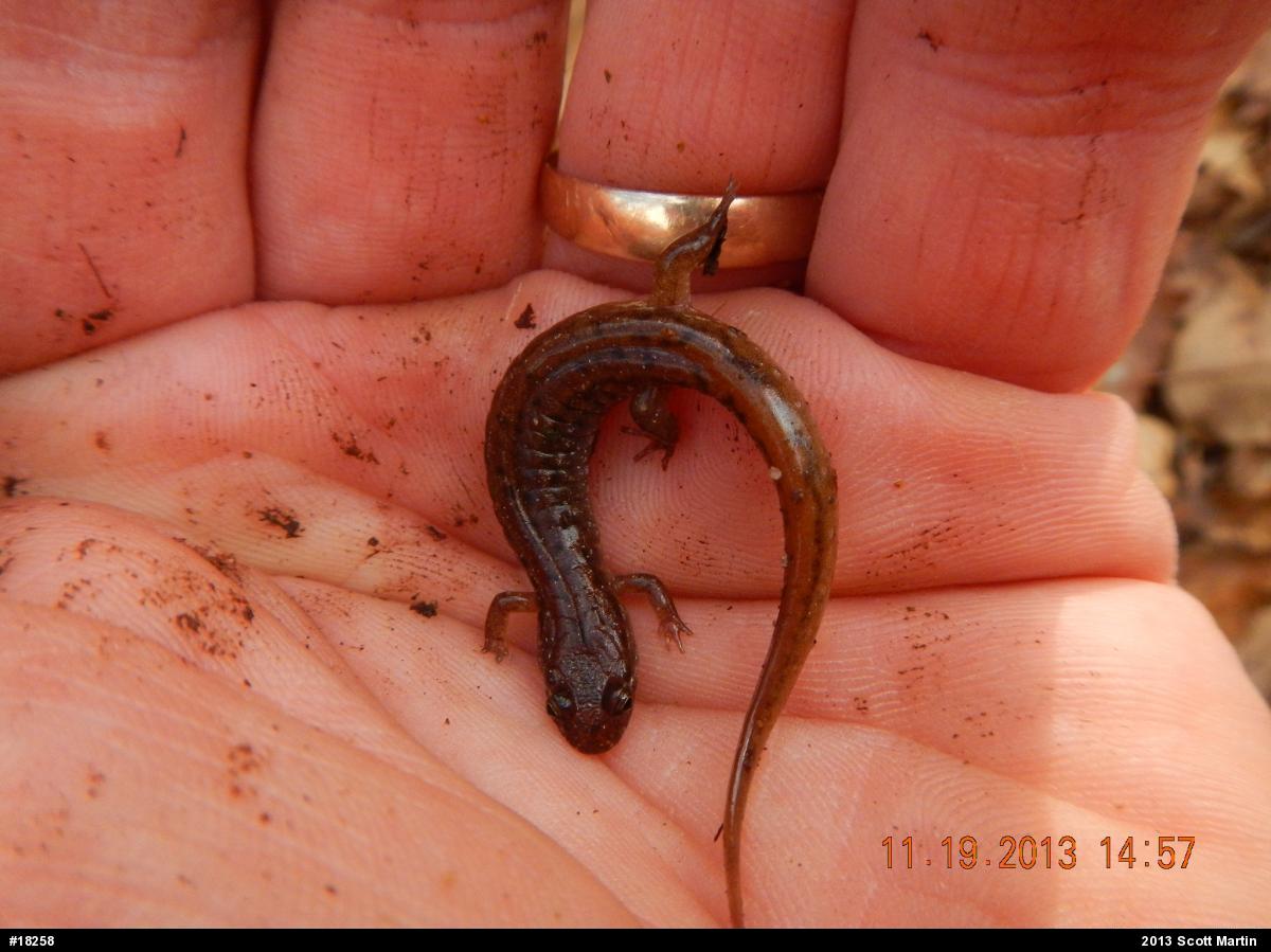 Northern Dusky Salamander