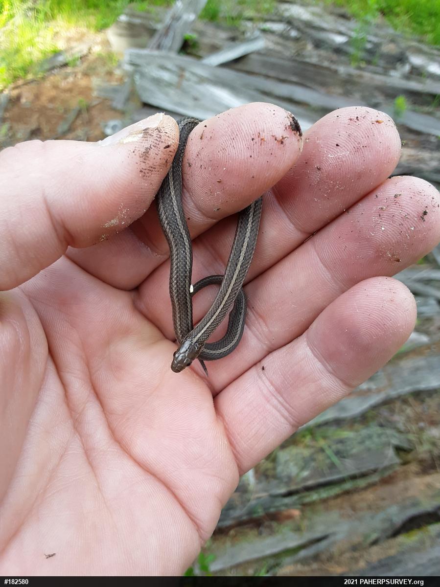 Shorthead Gartersnake