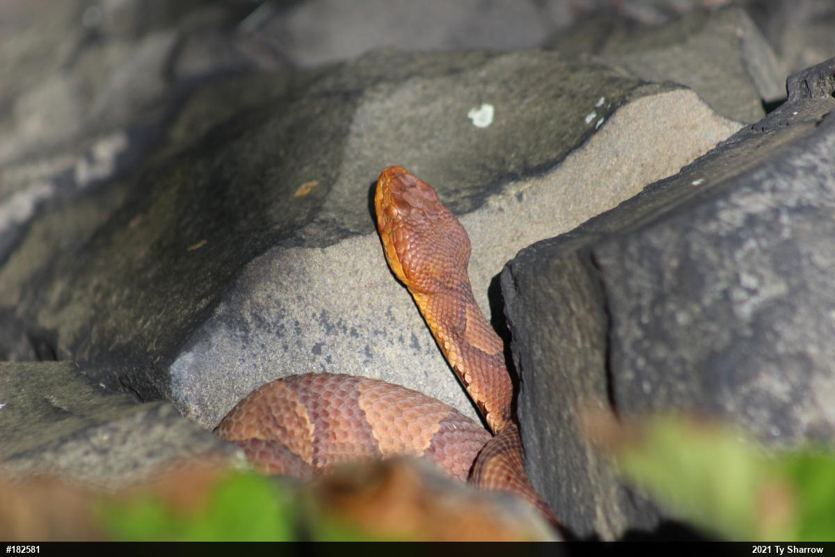 Northern Copperhead