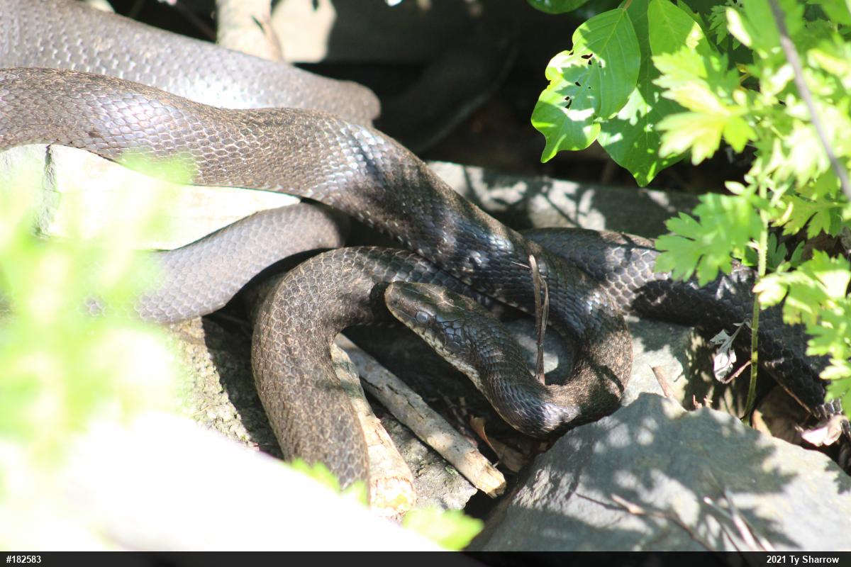 Eastern Ratsnake