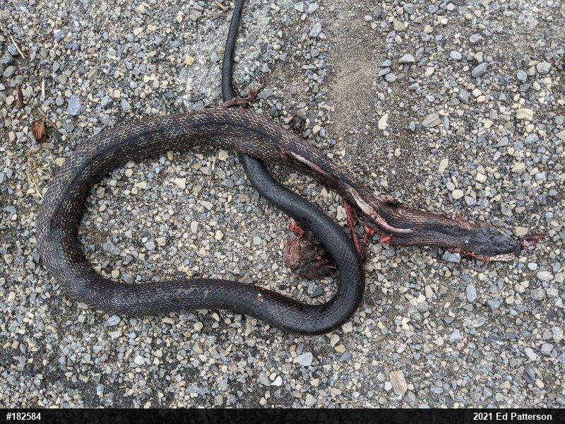 Eastern Ratsnake
