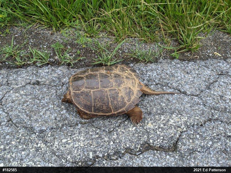 Snapping Turtle