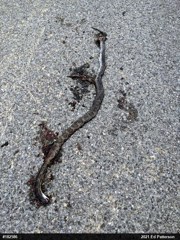 Eastern Ratsnake