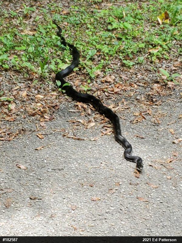 Eastern Ratsnake