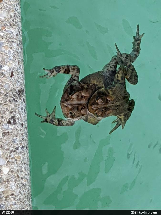Eastern American Toad