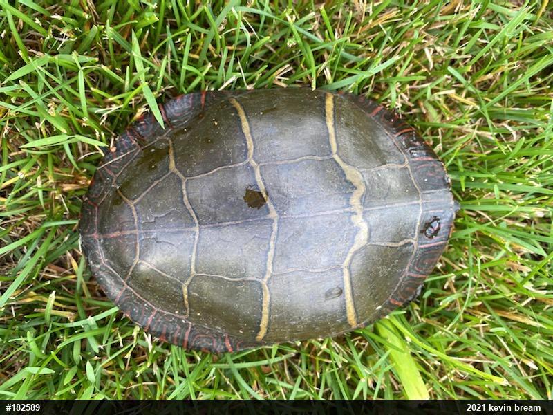 Eastern Painted Turtle