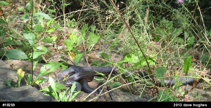 Eastern Ratsnake