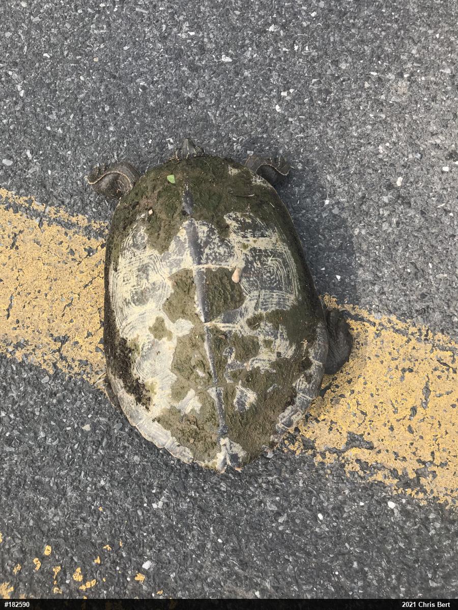 Northern Map Turtle