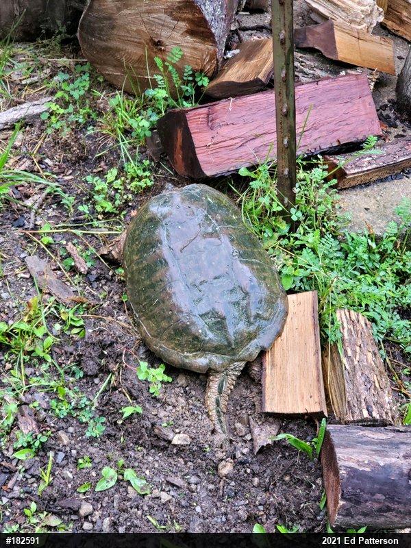 Snapping Turtle