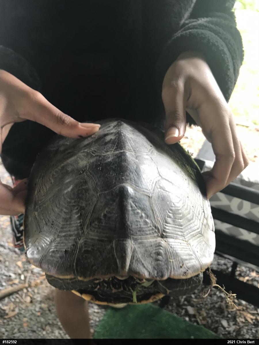 Northern Map Turtle