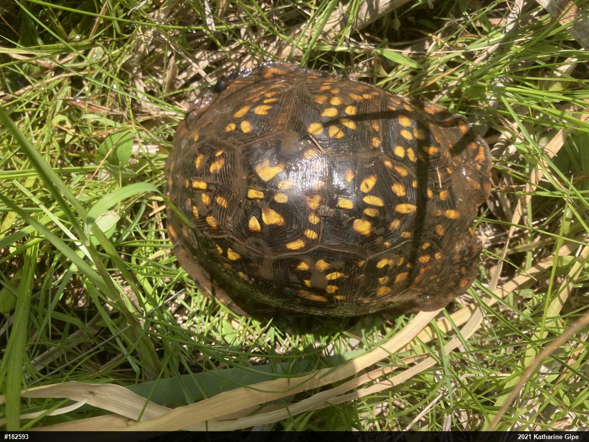 Eastern Box Turtle