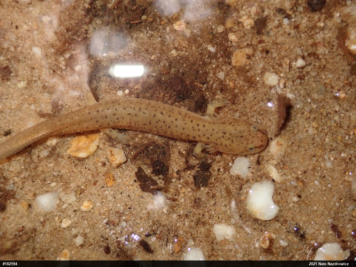 Northern Red Salamander