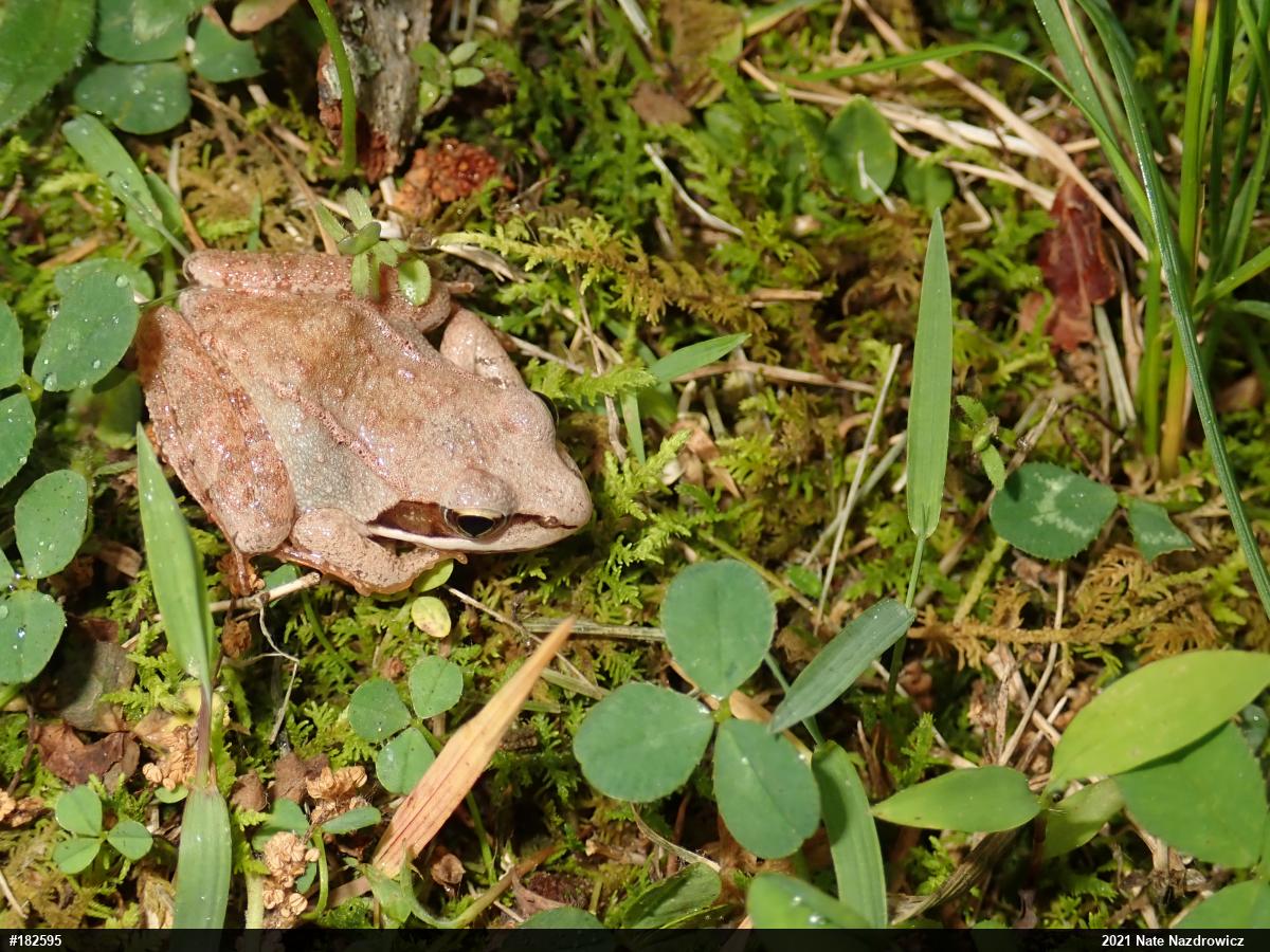 Wood Frog