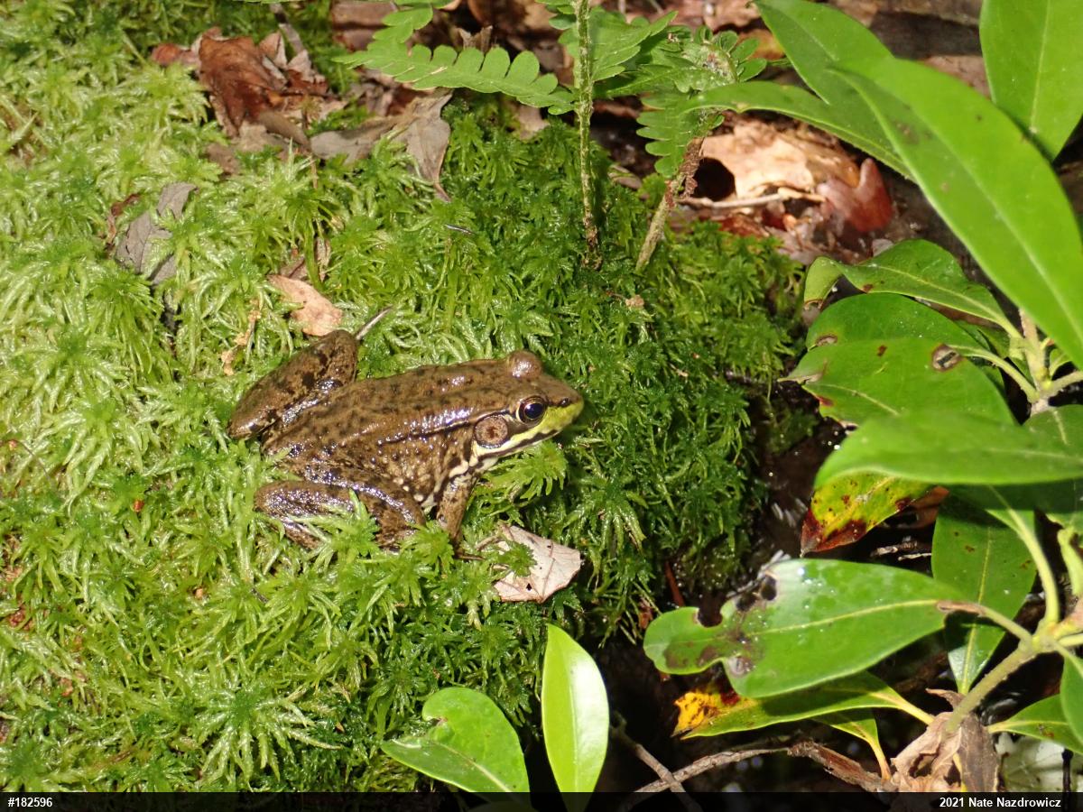 Green Frog
