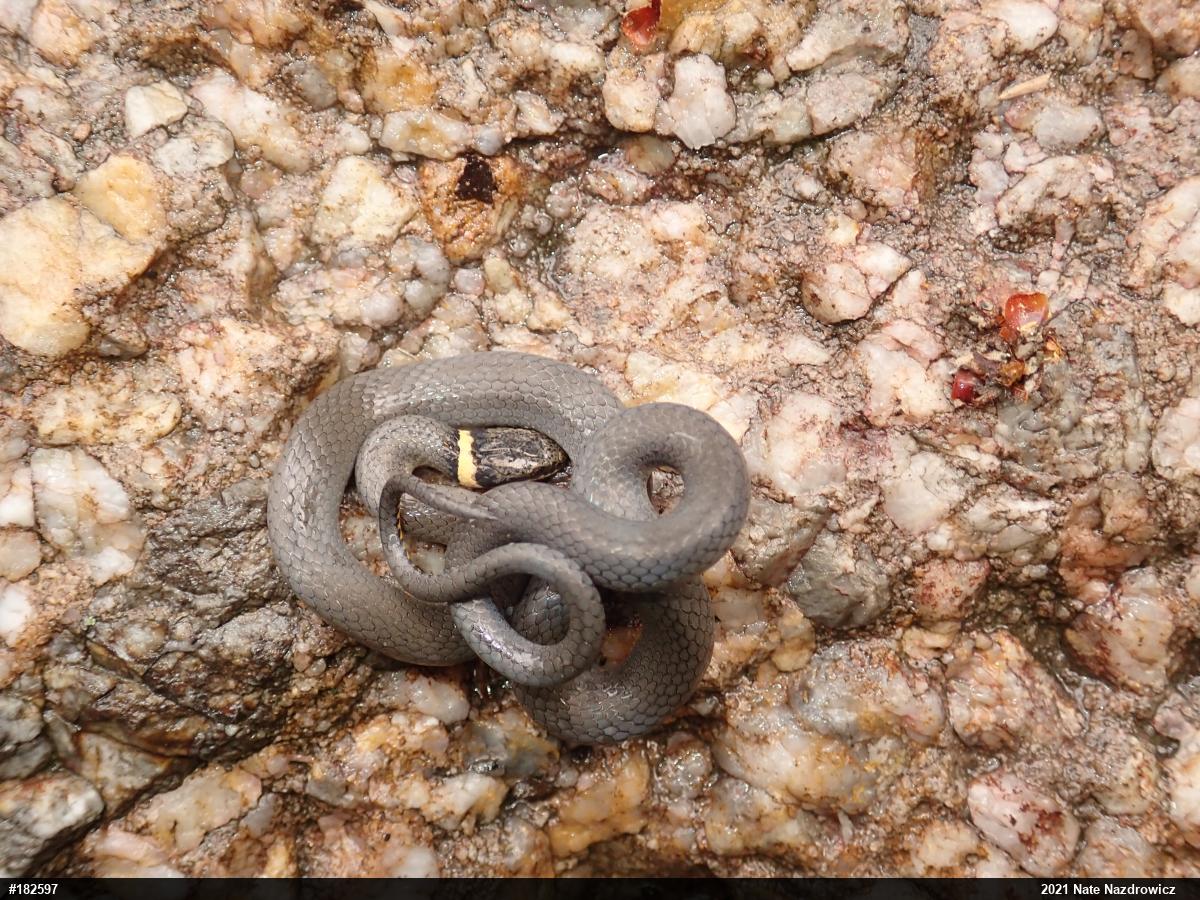 Northern Ring-necked Snake