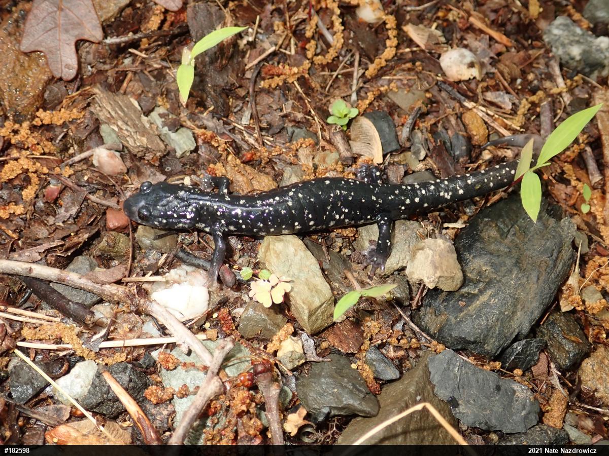 Northern Slimy Salamander
