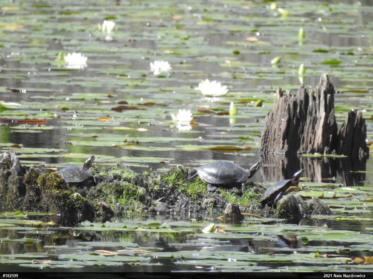Painted Turtle