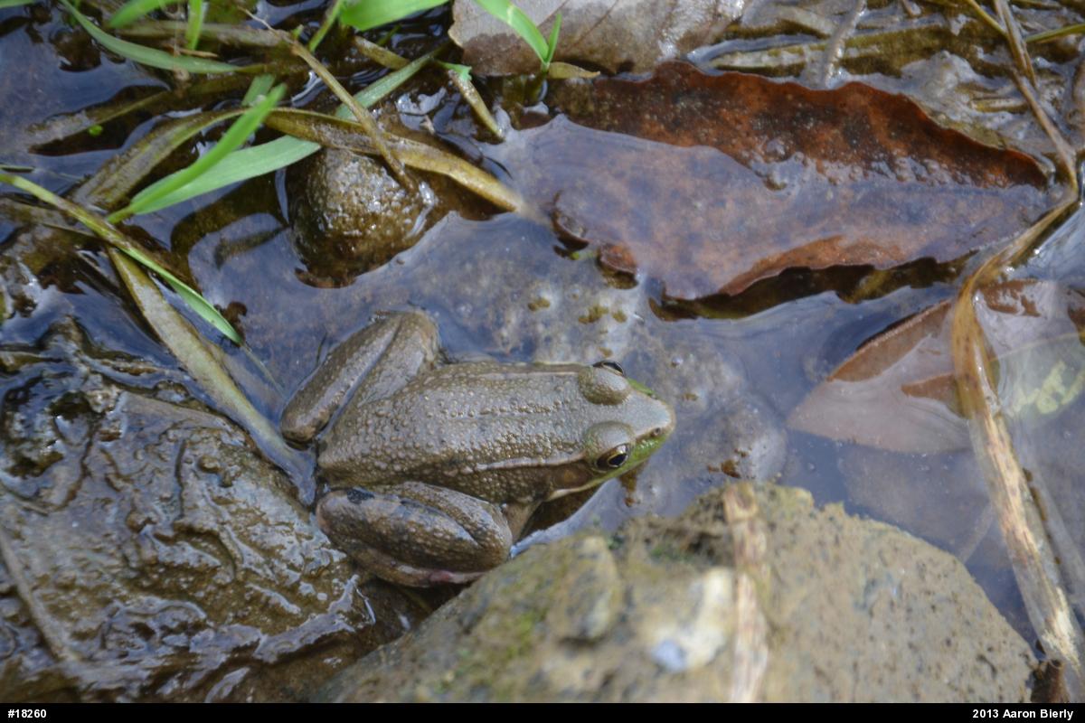 Green Frog