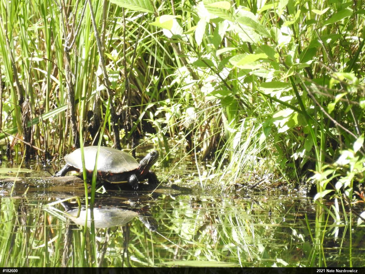 Painted Turtle