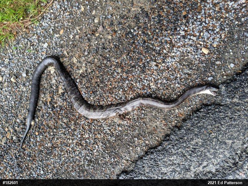 Eastern Ratsnake