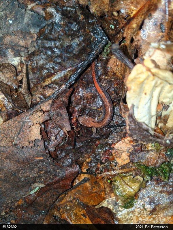 Eastern Red-backed  Salamander