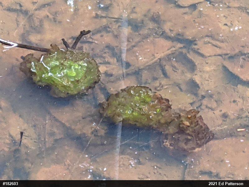 Spotted Salamander