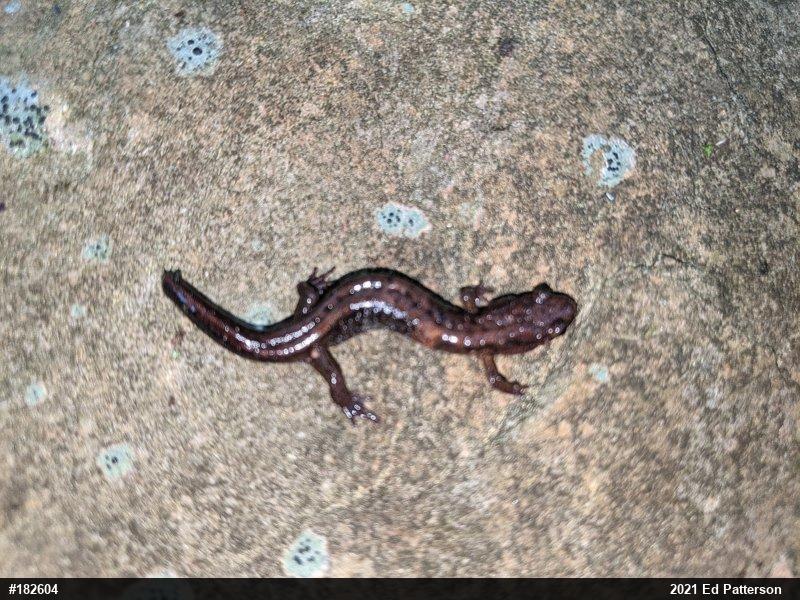 Allegheny Mountain Dusky Salamander