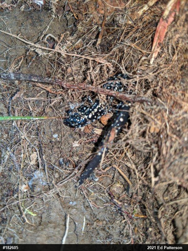 Northern Slimy Salamander