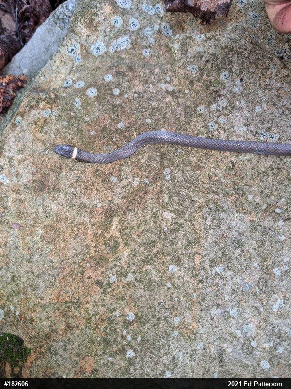 Northern Ring-necked Snake