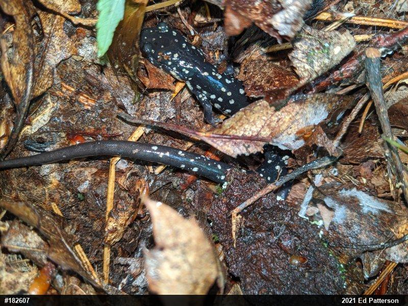 Northern Slimy Salamander